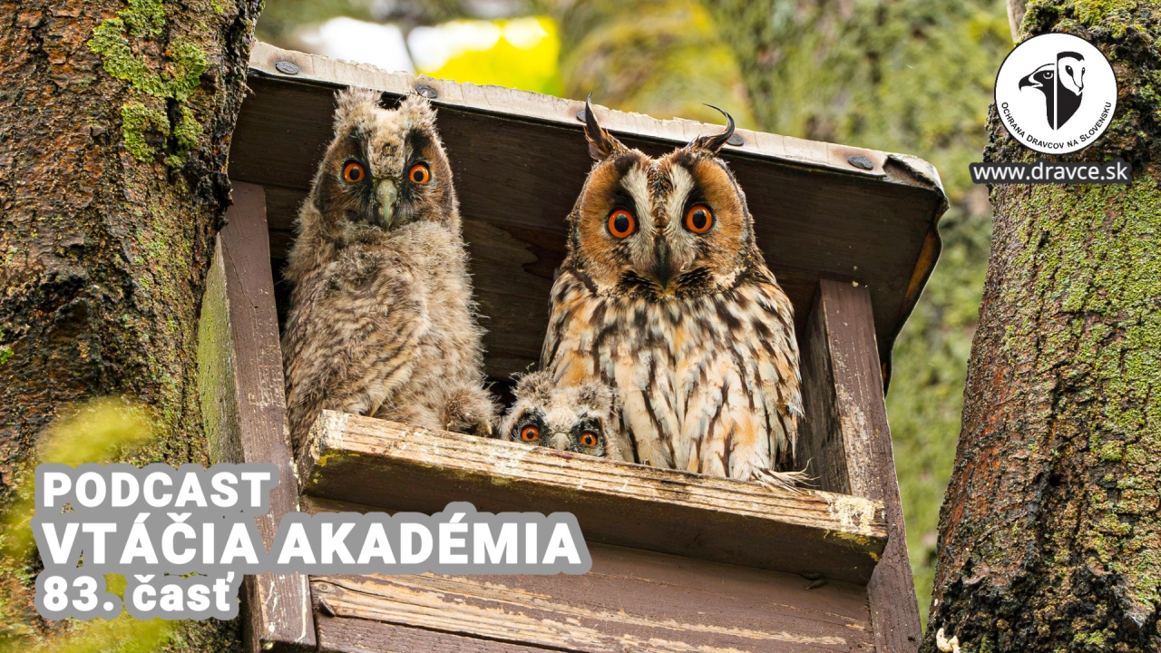 Vtáčia akadémia: Vtáčia akadémia: Keby ste boli vtákom, ktorý telesný orgán by ste si zmenšili?