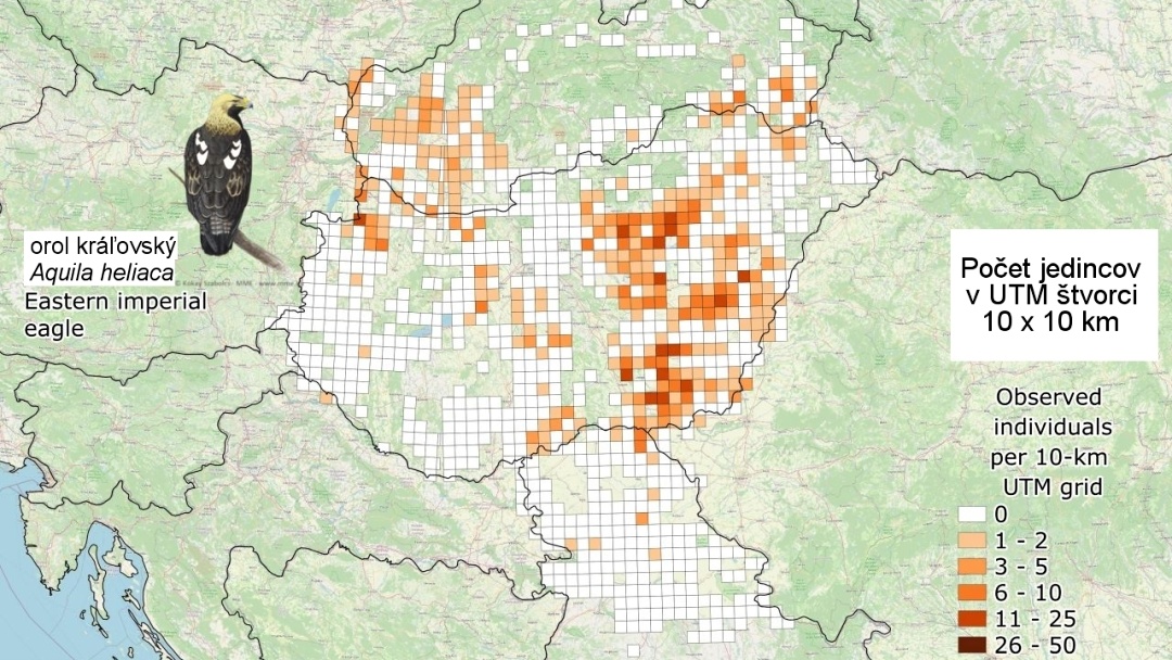 Výsledky zimného sčítania dravých vtákov v Panónskom regióne (2026)