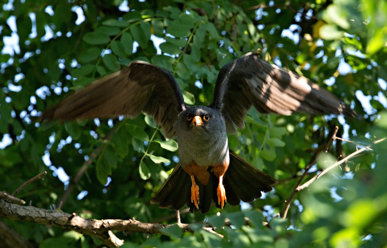 Falco vespertinus samec2