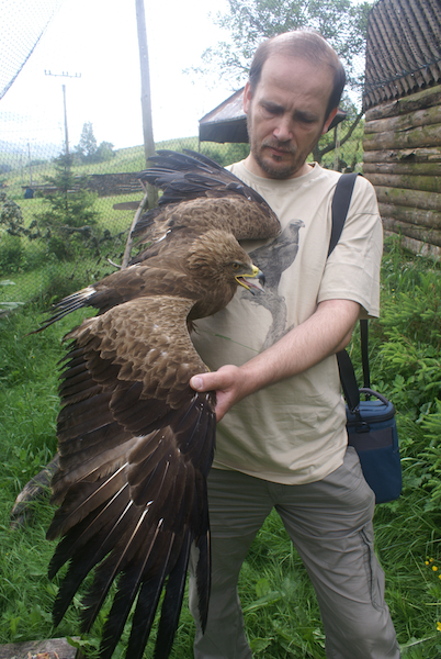 Foto_1_Preberanie orla kriklaveho vo voliére Zachrannej stanice Zazriva, autor Miroslav Lehocky
