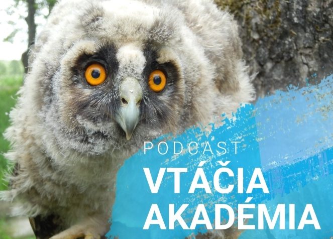 vtacia akademia podcast banner